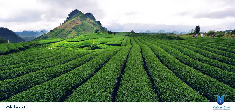 Mộc Châu - Tắt Ngoẵng - Tà Phình 4 Ngày 3 Đêm - Ảnh 3